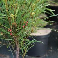 Крушина ломкая Файн Лайна (Sorbus aucuparia Fine Line), C3